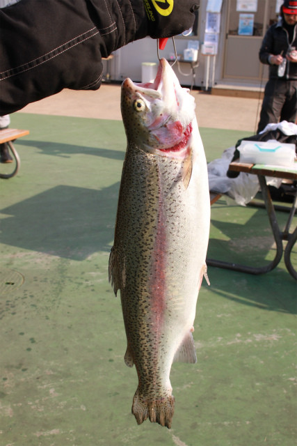としまえんフィッシングエリア 釣果