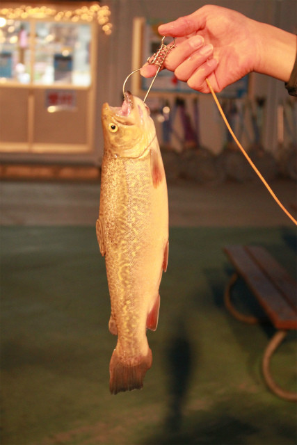 としまえんフィッシングエリア 釣果