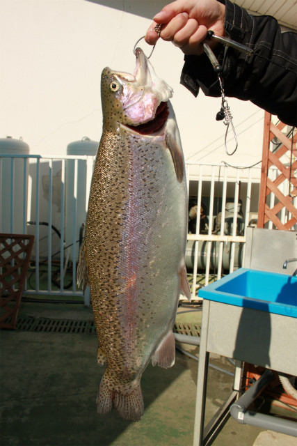 としまえんフィッシングエリア 釣果