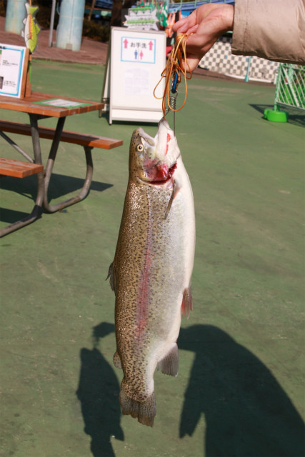 としまえんフィッシングエリア 釣果