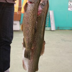 としまえんフィッシングエリア 釣果