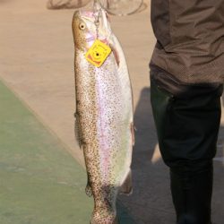 としまえんフィッシングエリア 釣果