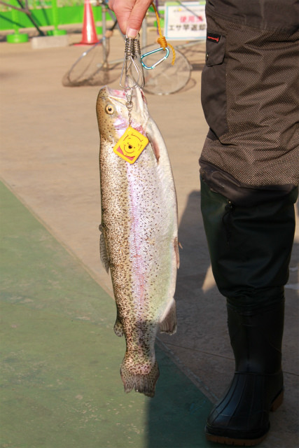としまえんフィッシングエリア 釣果