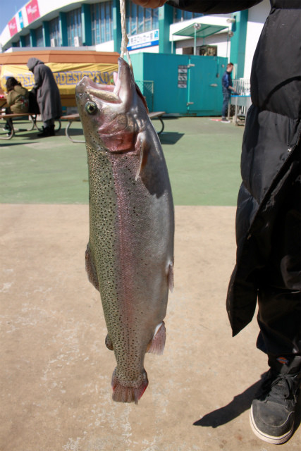 としまえんフィッシングエリア 釣果
