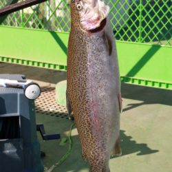 としまえんフィッシングエリア 釣果