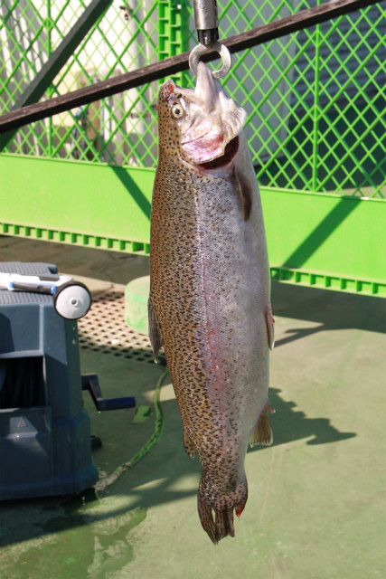 としまえんフィッシングエリア 釣果
