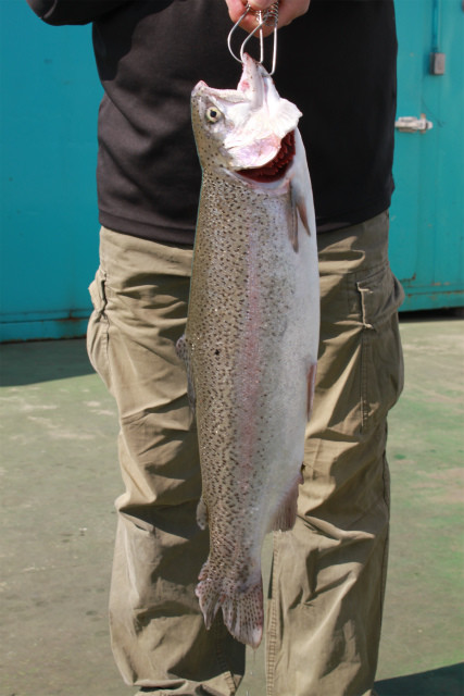 としまえんフィッシングエリア 釣果