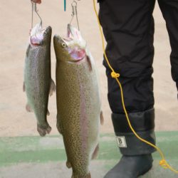 としまえんフィッシングエリア 釣果