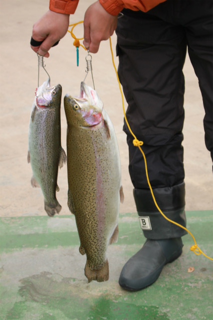としまえんフィッシングエリア 釣果