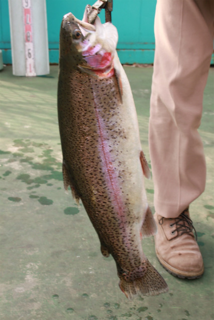 としまえんフィッシングエリア 釣果