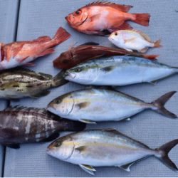 渡船屋たにぐち 釣果
