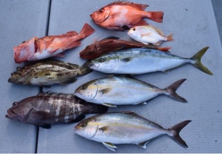 渡船屋たにぐち 釣果