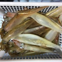 第二八坂丸 釣果