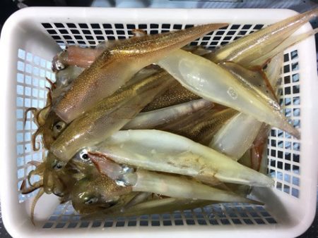 第二八坂丸 釣果