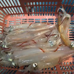 第二八坂丸 釣果