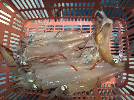 第二八坂丸 釣果