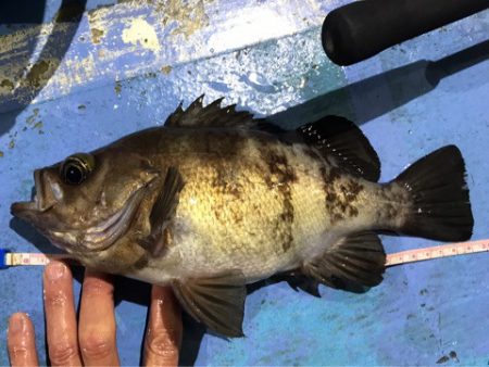 ヤザワ渡船 釣果