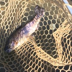 白州トラウトフィッシングエリア　シルフ 釣果