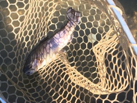 白州トラウトフィッシングエリア　シルフ 釣…