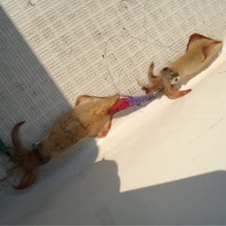 「LaGooN」蒼陽丸 日和号　 釣果