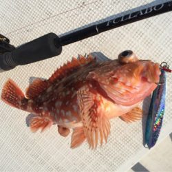 「LaGooN」蒼陽丸 日和号　 釣果