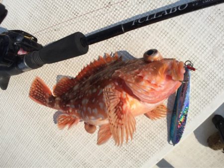 「LaGooN」蒼陽丸 日和号　 釣果