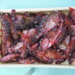 ヤザワ渡船 釣果