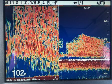 渡船屋たにぐち 釣果