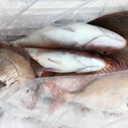 第二八坂丸 釣果