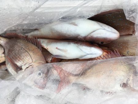 第二八坂丸 釣果
