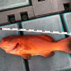 ＴＡＲＯＭＡＲＵ 釣果