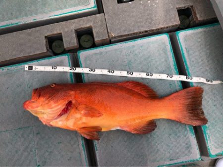 ＴＡＲＯＭＡＲＵ 釣果