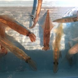 第二八坂丸 釣果