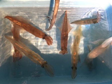 第二八坂丸 釣果