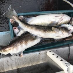 シーランチ 釣果