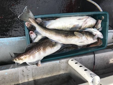 シーランチ 釣果