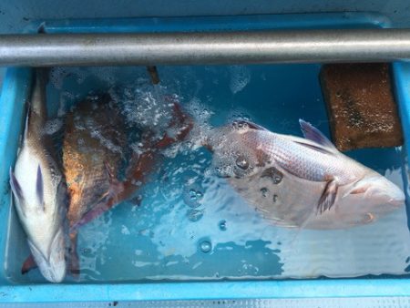 第二八坂丸 釣果