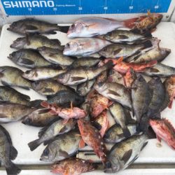 末広丸(熊本) 釣果