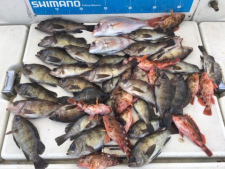 末広丸(熊本) 釣果