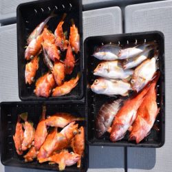 渡船屋たにぐち 釣果