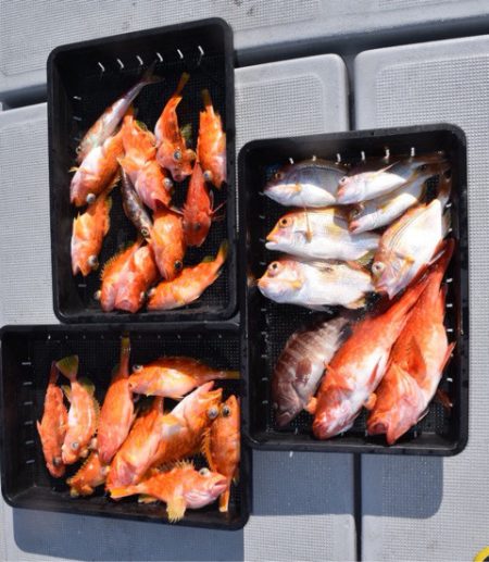 渡船屋たにぐち 釣果