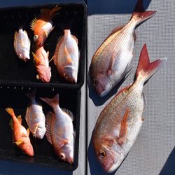 渡船屋たにぐち 釣果