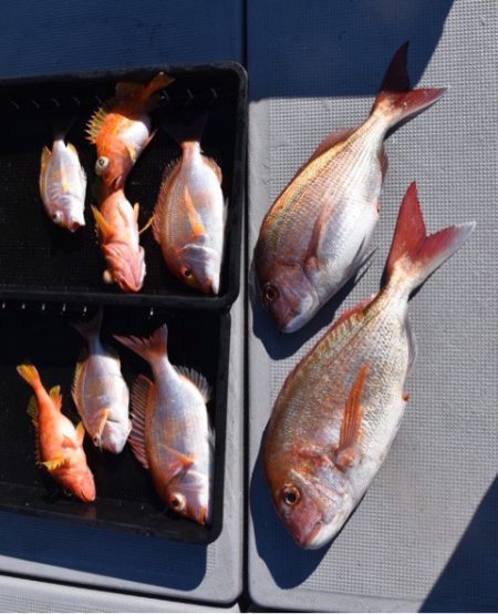 渡船屋たにぐち 釣果