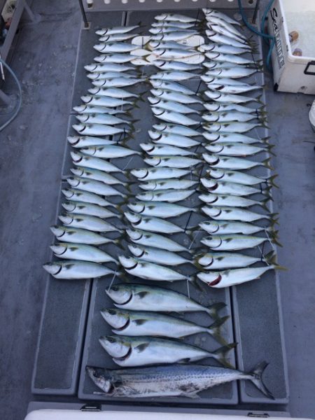 SeaRide(シーライド) 釣果