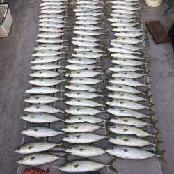 SeaRide(シーライド) 釣果