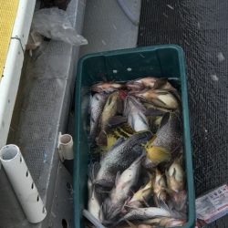 シーランチ 釣果