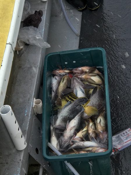 シーランチ 釣果