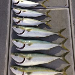 SeaRide(シーライド) 釣果