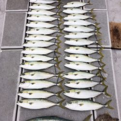 SeaRide(シーライド) 釣果