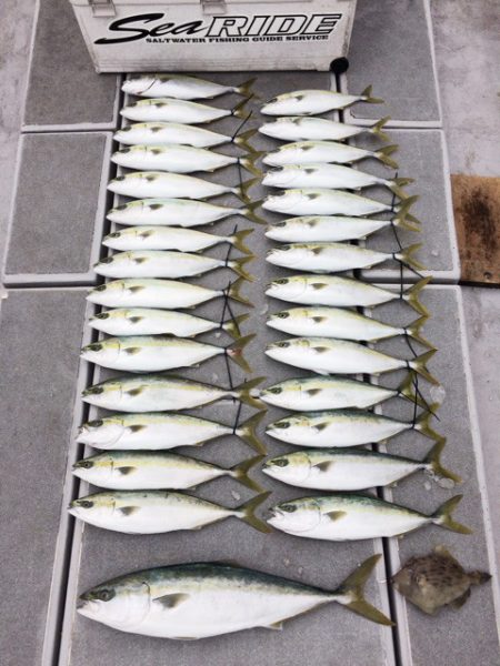 SeaRide(シーライド) 釣果